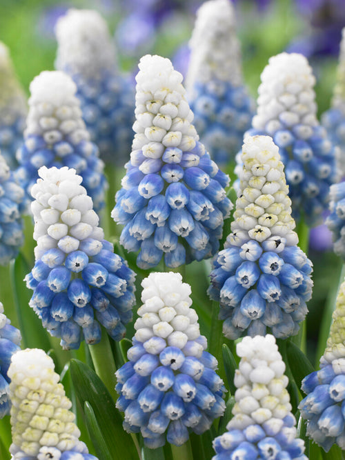 Two-toned grape hyacinth ‘Mountain Lady’ showing ombré effect from light to dark blue, growing in a garden bed.