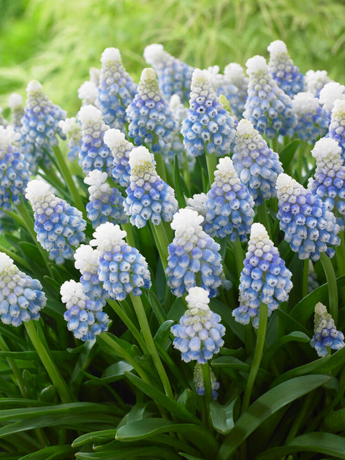 Muscari ‘Mountain Lady’ flowers blooming in early spring, planted in clusters with rich green foliage.