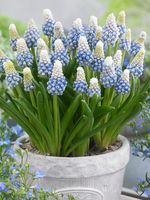 Spring border with Muscari ‘Mountain Lady’ showing soft blue ombré flowers beneath taller tulips.