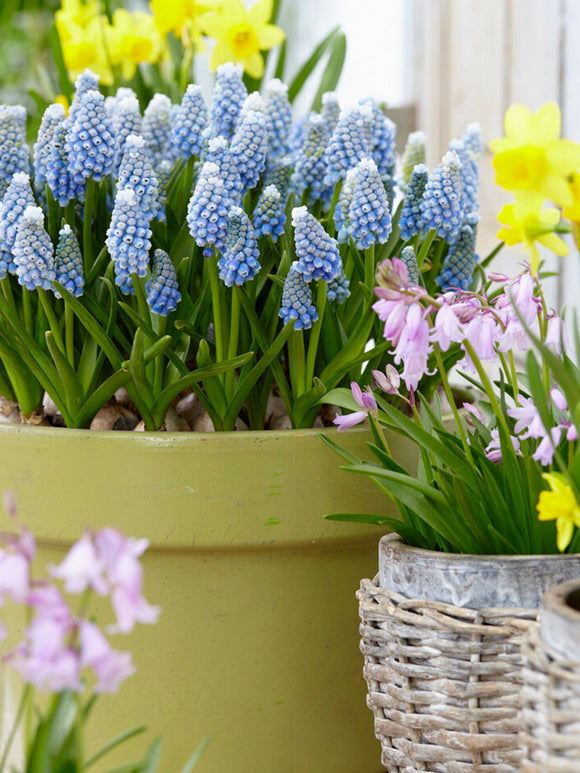 Muscari Bulbs Ocean Magic UK