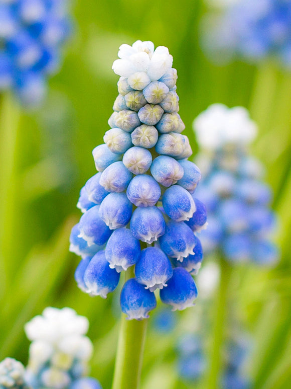 Ocean Magic Muscari Bulbs UK
