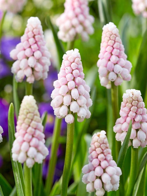 Muscari Pink Sunrise