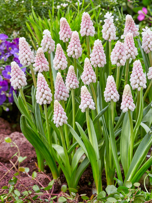 Pink Muscari Flower Bulbs UK