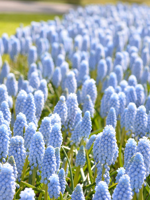 Light Blue Muscari
