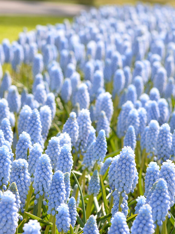 Light Blue Muscari