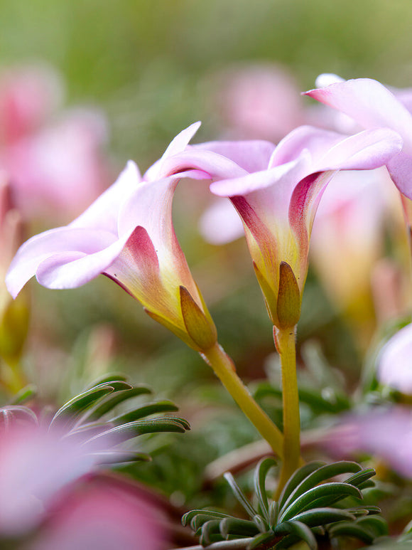 Buy Oxalis Autumn Pink