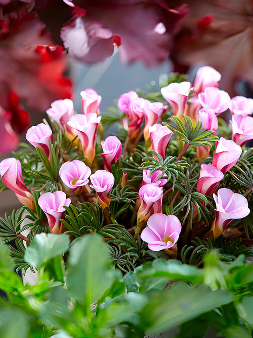 Buy Oxalis Autumn Pink Bulbs from Holland