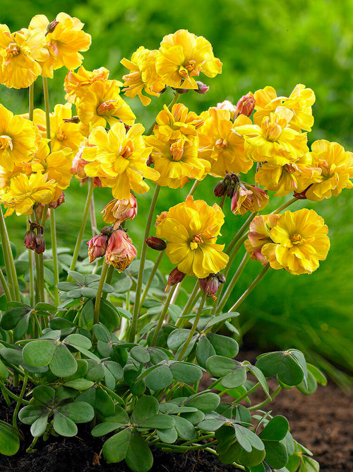 Buy Oxalis Double Trouble