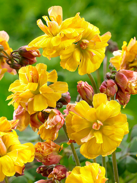Oxalis Double Trouble