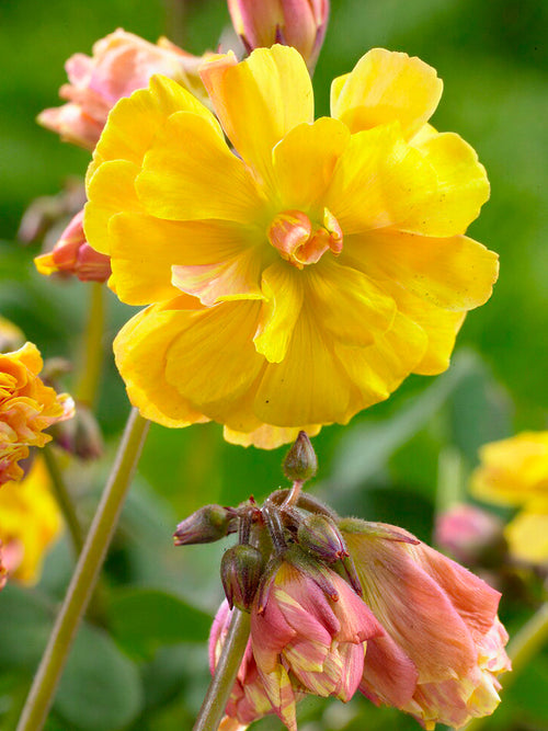 Oxalis Double Trouble from Holland