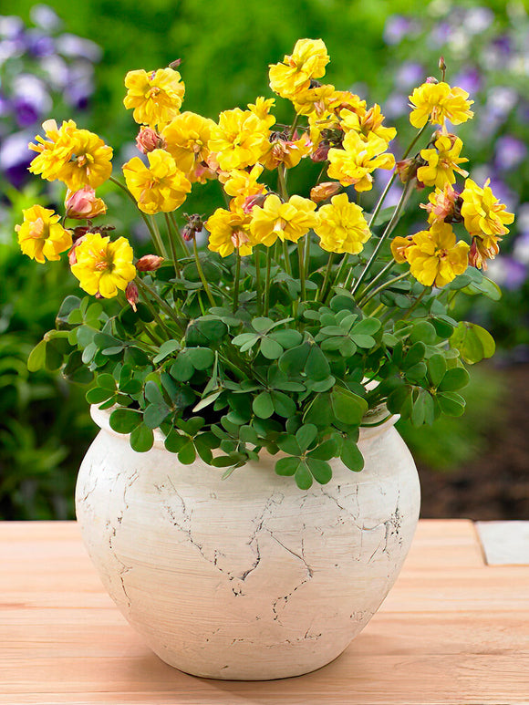 Oxalis Double Trouble