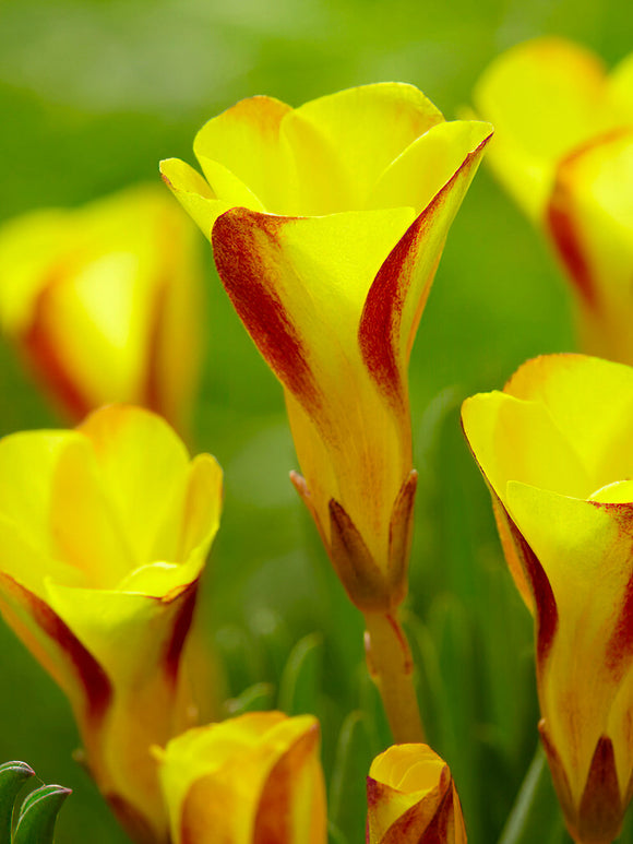 Buy Oxalis Golden Cape Bulbs