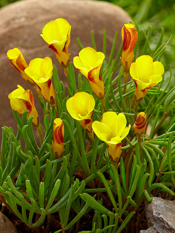 Oxalis Golden Cape
