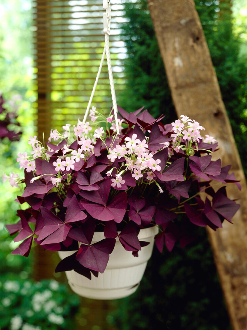purple shamrock indoor plant 10 bulbs