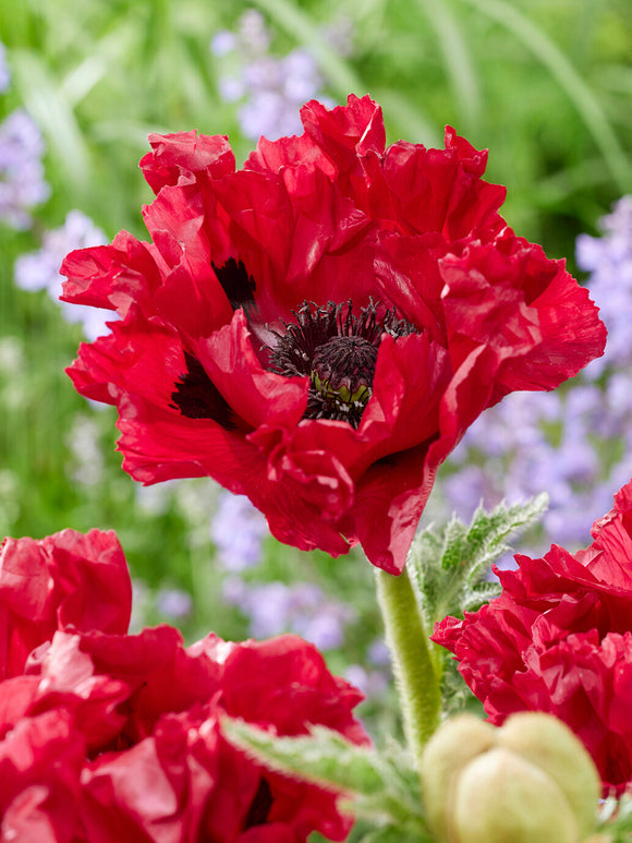 Buy Papaver Red Rumble Bare Roots