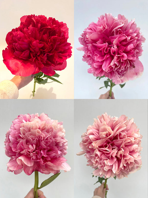 Peony Command Performance - changing colours peony