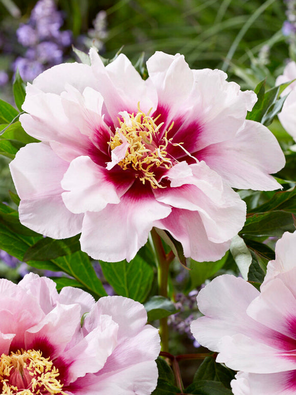 Peony ‘Cora Louise’ with UK delivery