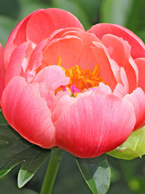 Buy bare root peonies - Coral Sunset
