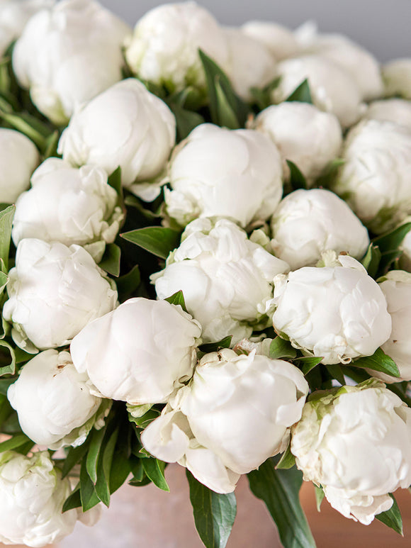 Elegant peony in late spring