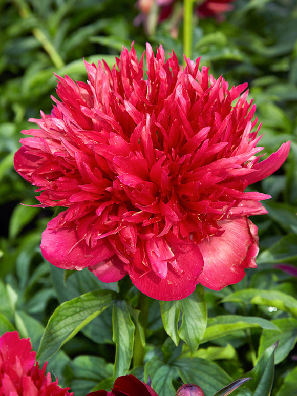 Peony Many Happy Returns Bare Roots