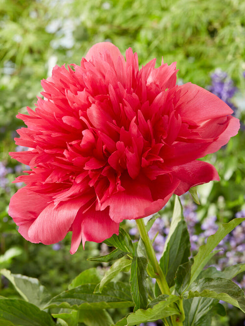 Buy Peony Many Happy Returns