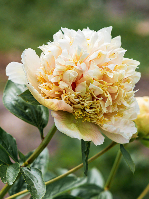 Peony Quitzin cream and green flower