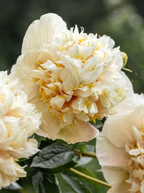 Rare herbaceous peony in bloom