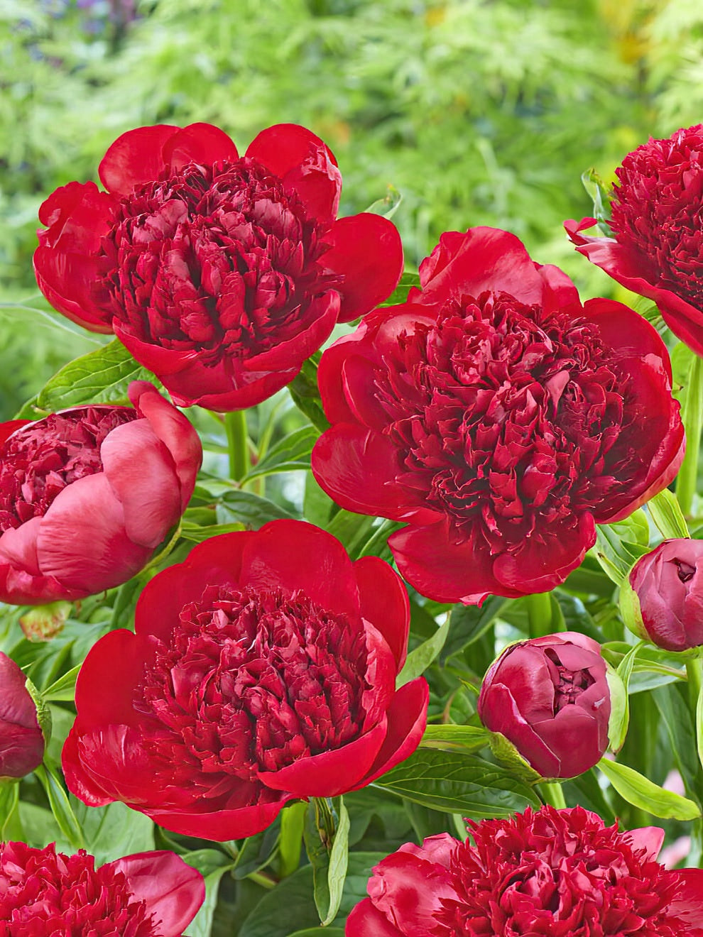Peony Roots 'Red Charm' DutchGrown™