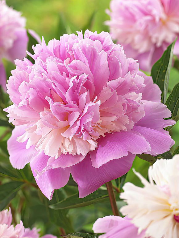 Peony Roots Sorbet - EU Shipping in Autumn