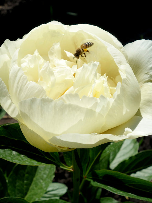 Peony Vanilla Schnapps Bare Root Peonies, UK Delivery in Spring