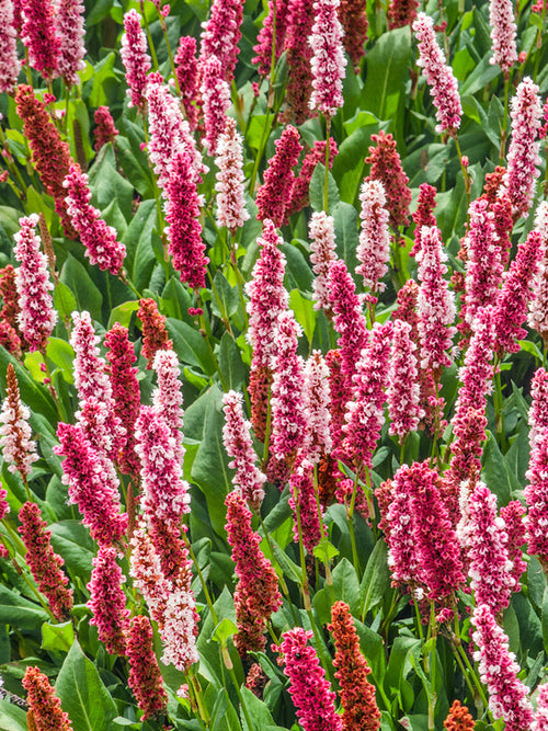 Persicaria affinis Kabouter