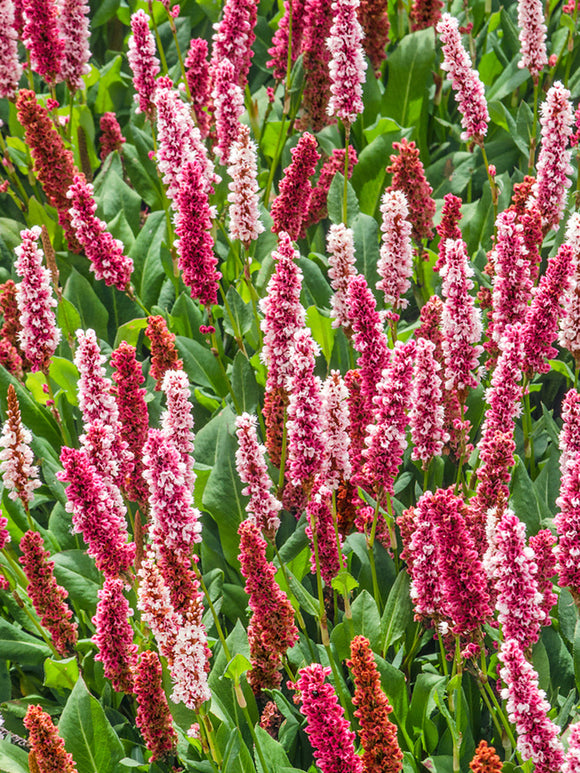 Persicaria affinis Kabouter