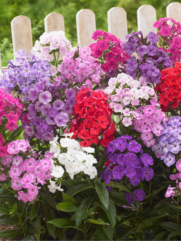 Colourful Phlox Mix from DutchGrown for EU shipping in the spring