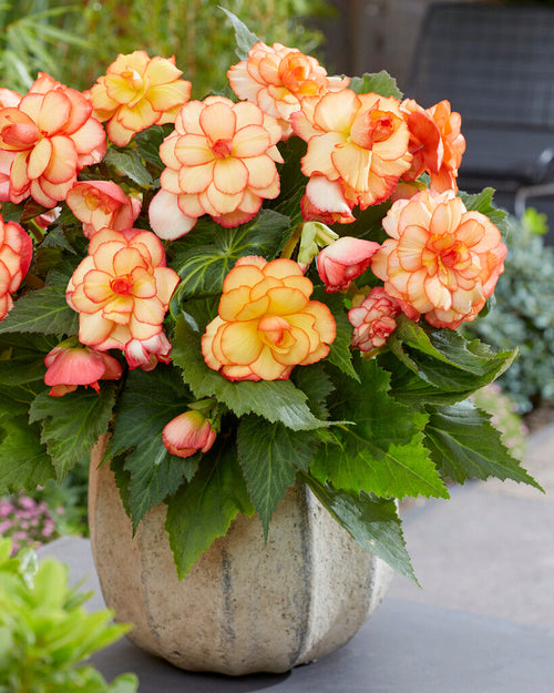 Picotee Sunburst Begonias order online for EU shipping