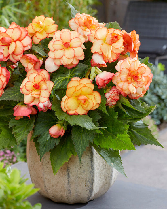 Picotee Sunburst Begonias order online for EU shipping