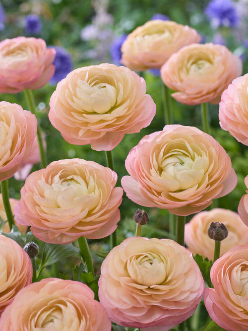 Ranunculus Amandine Pastel Pink
