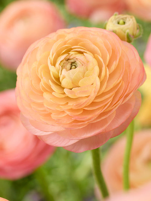 Ranunculus Amandine Peach Salmon, shipping to EU in Spring