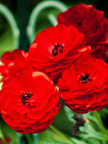 Ranunculus Amandine Scarlet