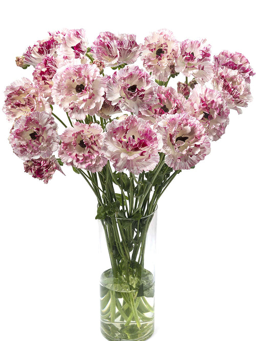 Ranunculus Brushmark Cesar®