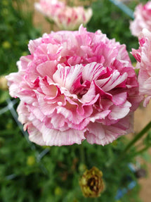 Ranunculus Brushmark Cesar®