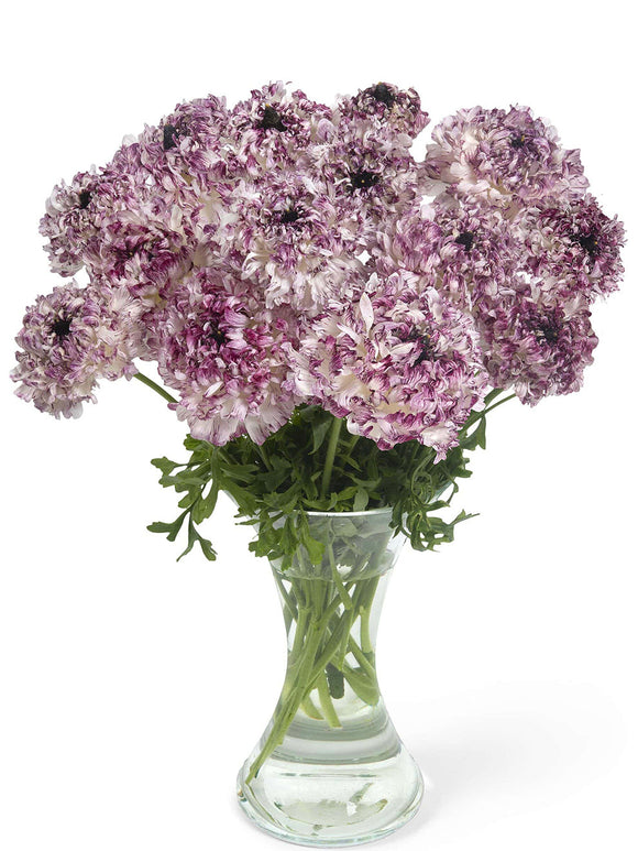 Ranunculus Brushmark Seti®, Delivery all over Europe in October