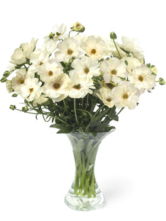 Ranunculus Butterfly Keramos®