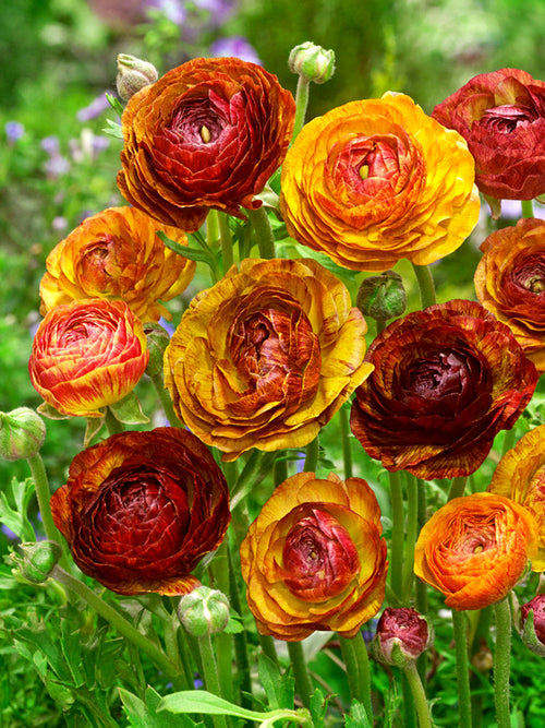 Ranunculus Picotee Café