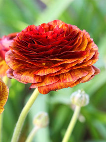 Ranunculus Picotee Café