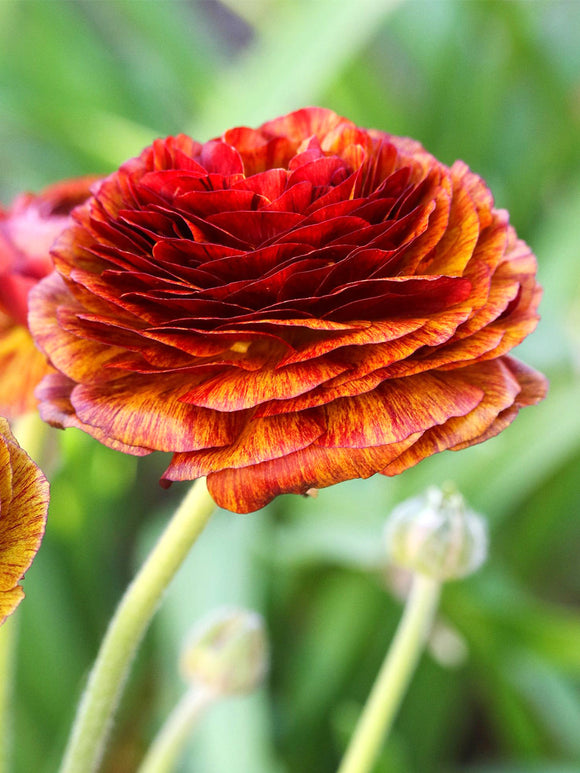 Ranunculus Picotee Café red copper layered flower