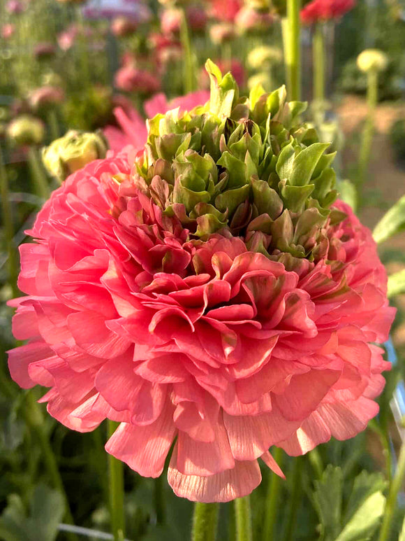 Fully layered Crown Sisteron® blooms