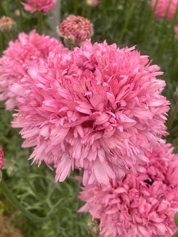 Buy Ranunculus Poodle Ramlia Corms