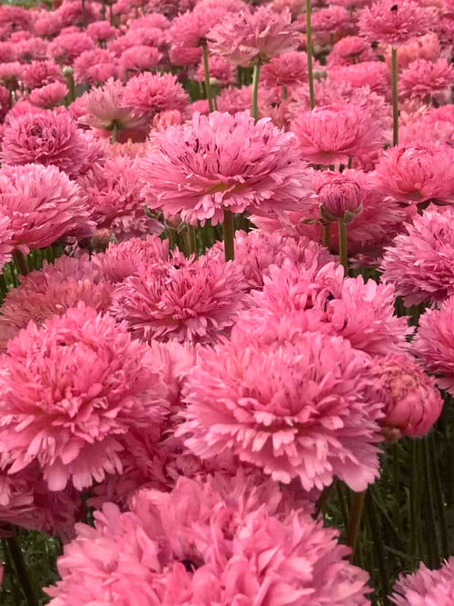 Ranunculus Poodle Ramlia Corms, Delivery all over Europe