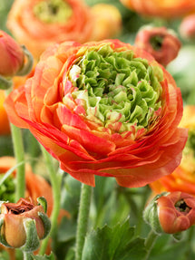 Ranunculus Reinette Orange