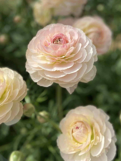 Ranunculus Romance™ Maritime